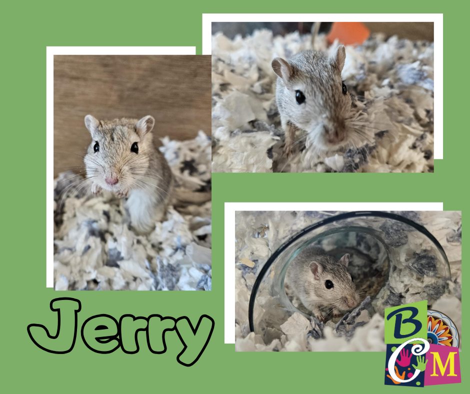 Baraboo - Meet Jerry Jerry is our resident gerbil! Jerry has been with ...