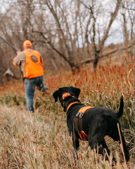 Sharptail Ridge Bird Dogs & Lodge | Lewistown MT