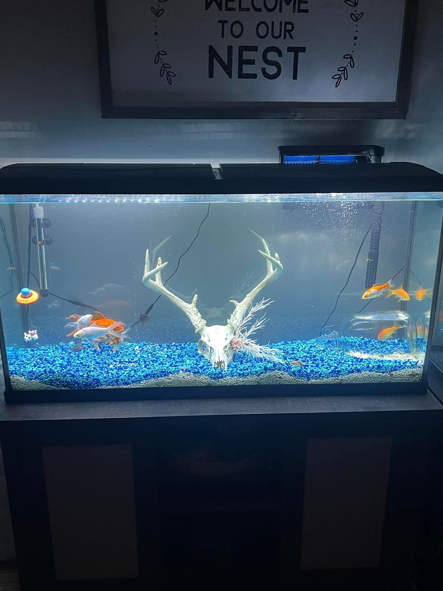 fish tank accessories skull OMEM Decorations Bull Long Lasting Aquarium Ornaments : Pet Supplies Undiscovered for many decades 2inch Aquarium Decoration Realistic Animal