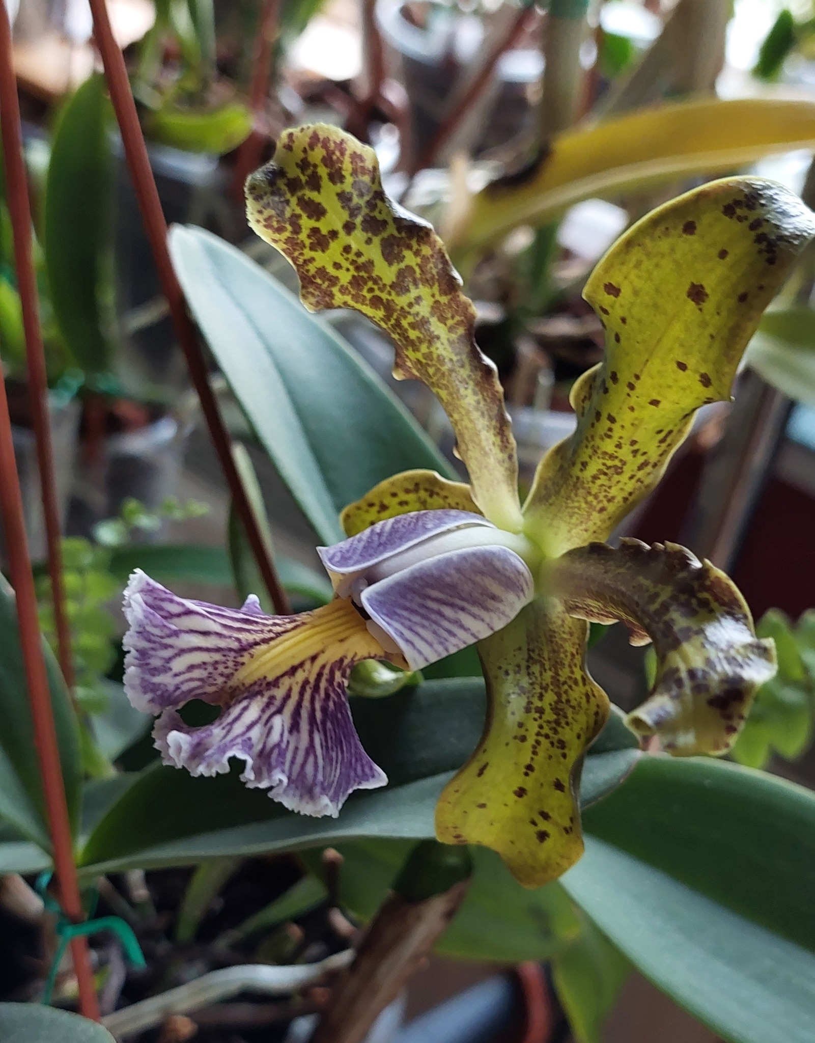 C. schilleriana coerulea verde