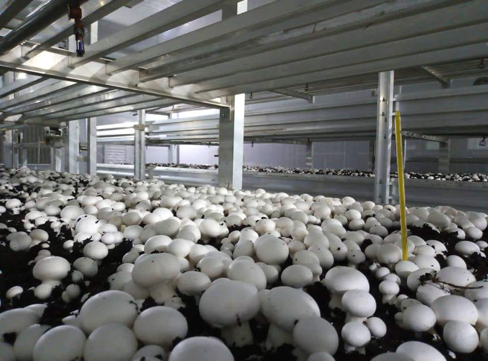 Bio-Tech Mushroom | Dhaka