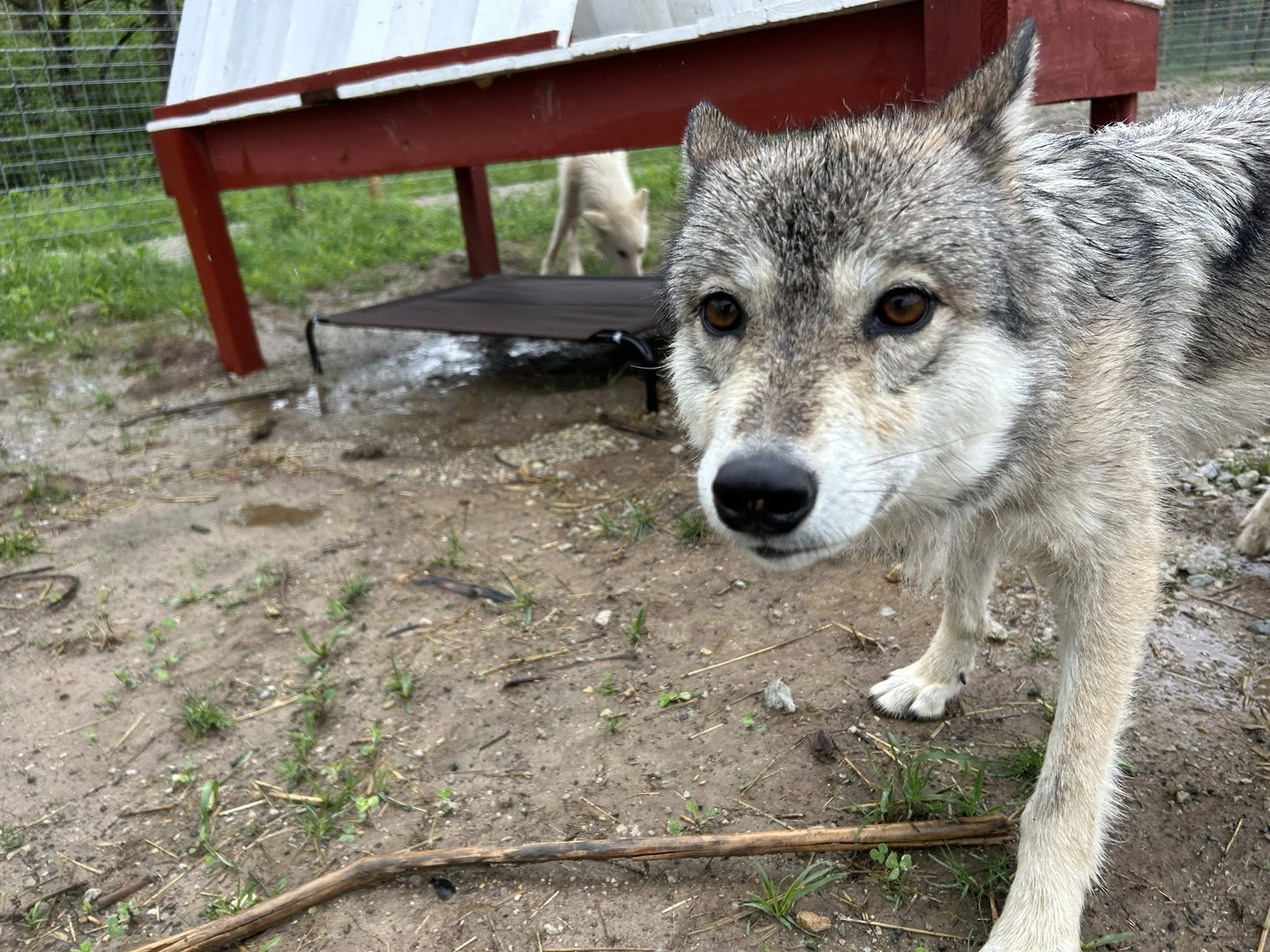 Our... - Red Riding Hood Rescue Project - a wolfdog rescue | Facebook