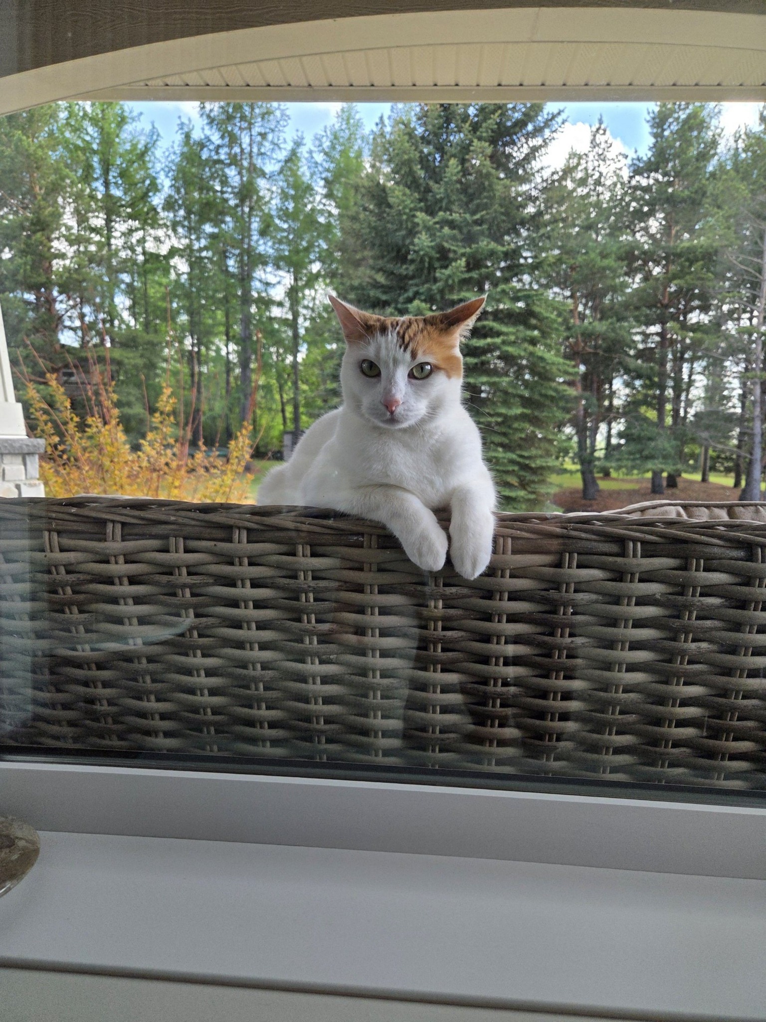 Red Deer's Lost and Found Animals! | Anyone missing a peacock west of ...