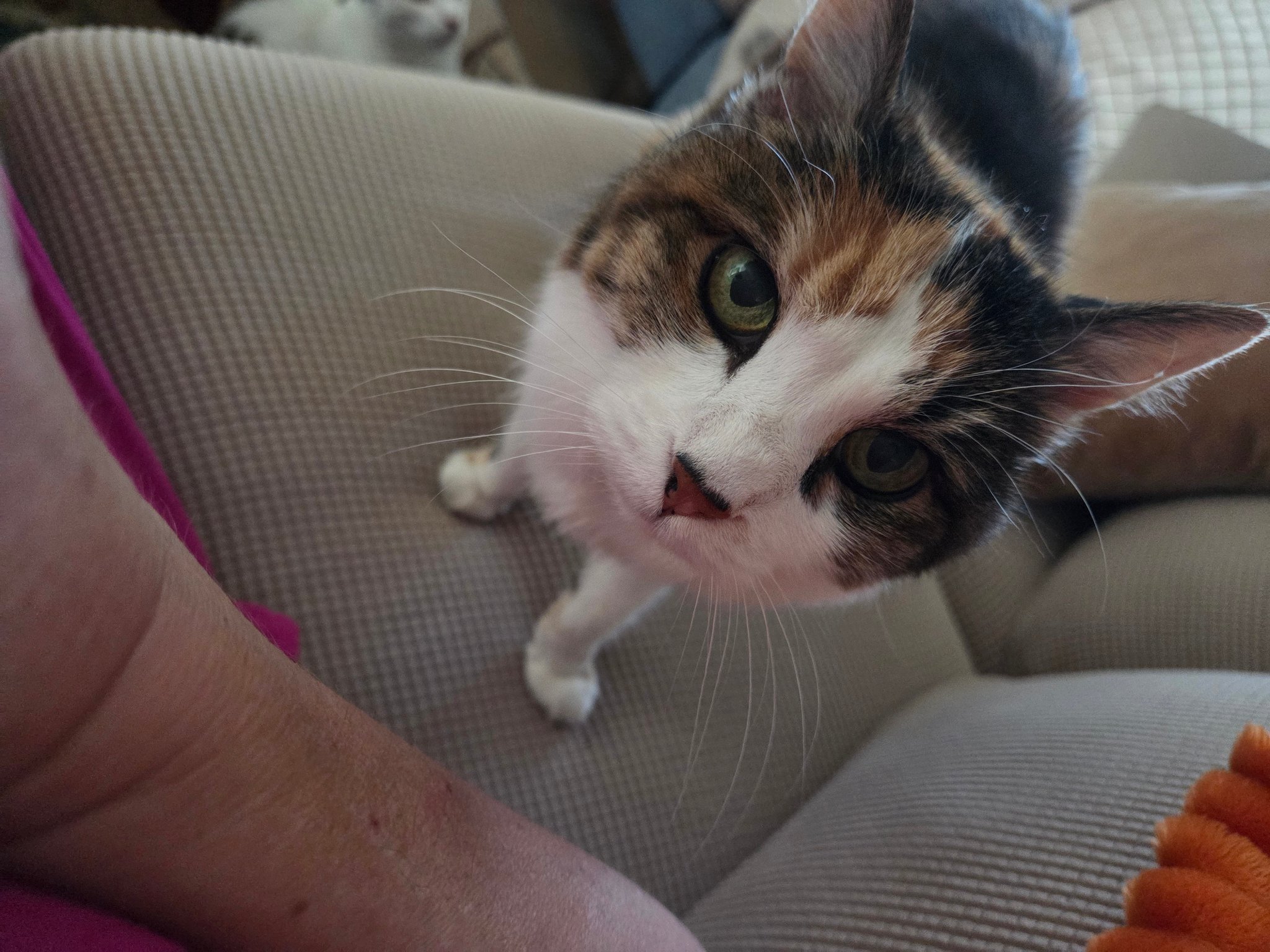 Purple Pet Nanny | Medford OR