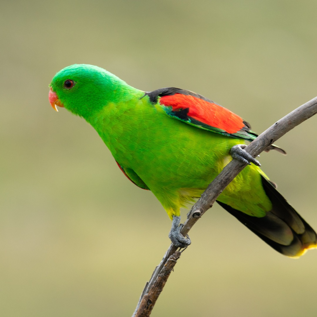 BirdLife Australia added a new photo. - BirdLife Australia