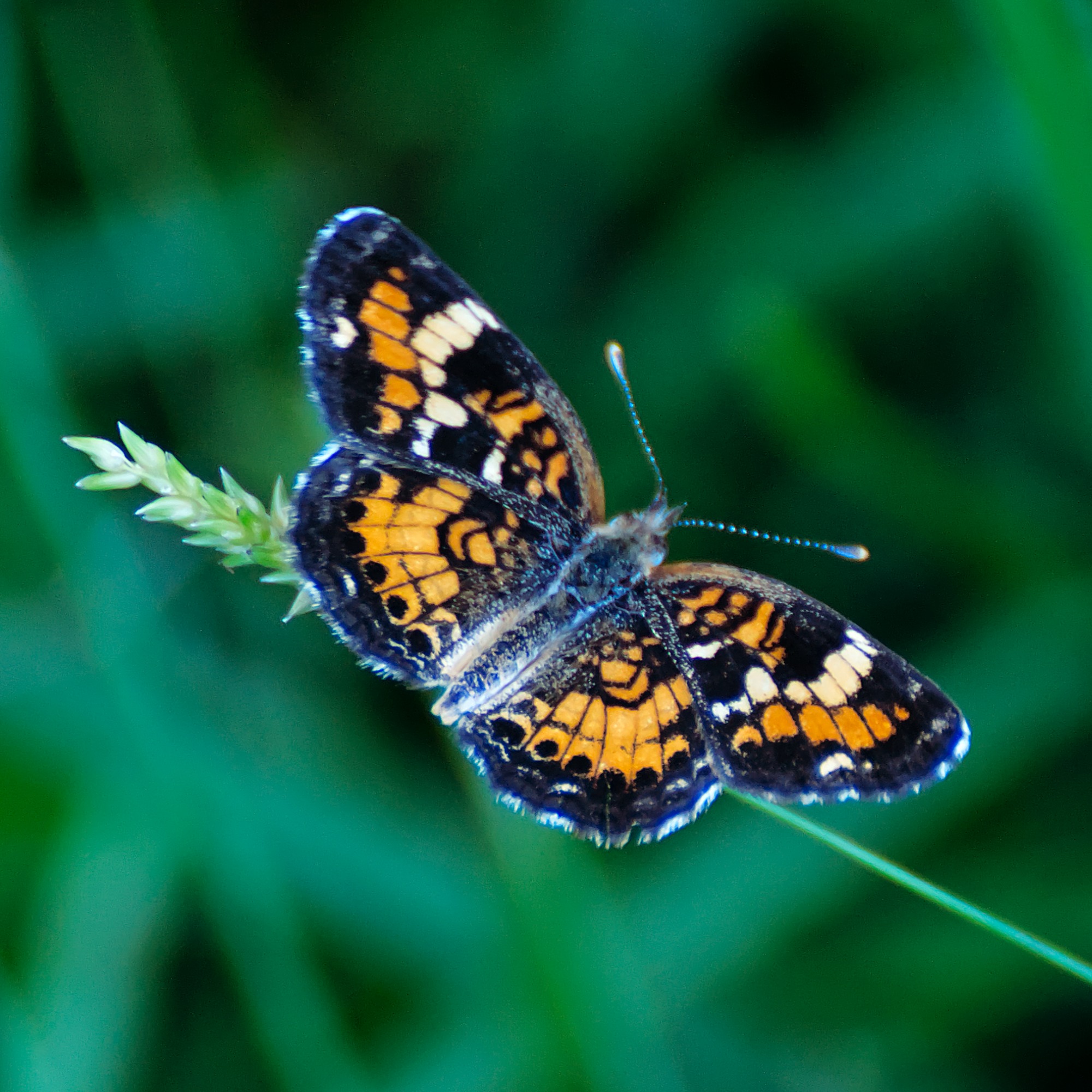 A Pearl Crescent Butterfly that took a moment to rest along the
