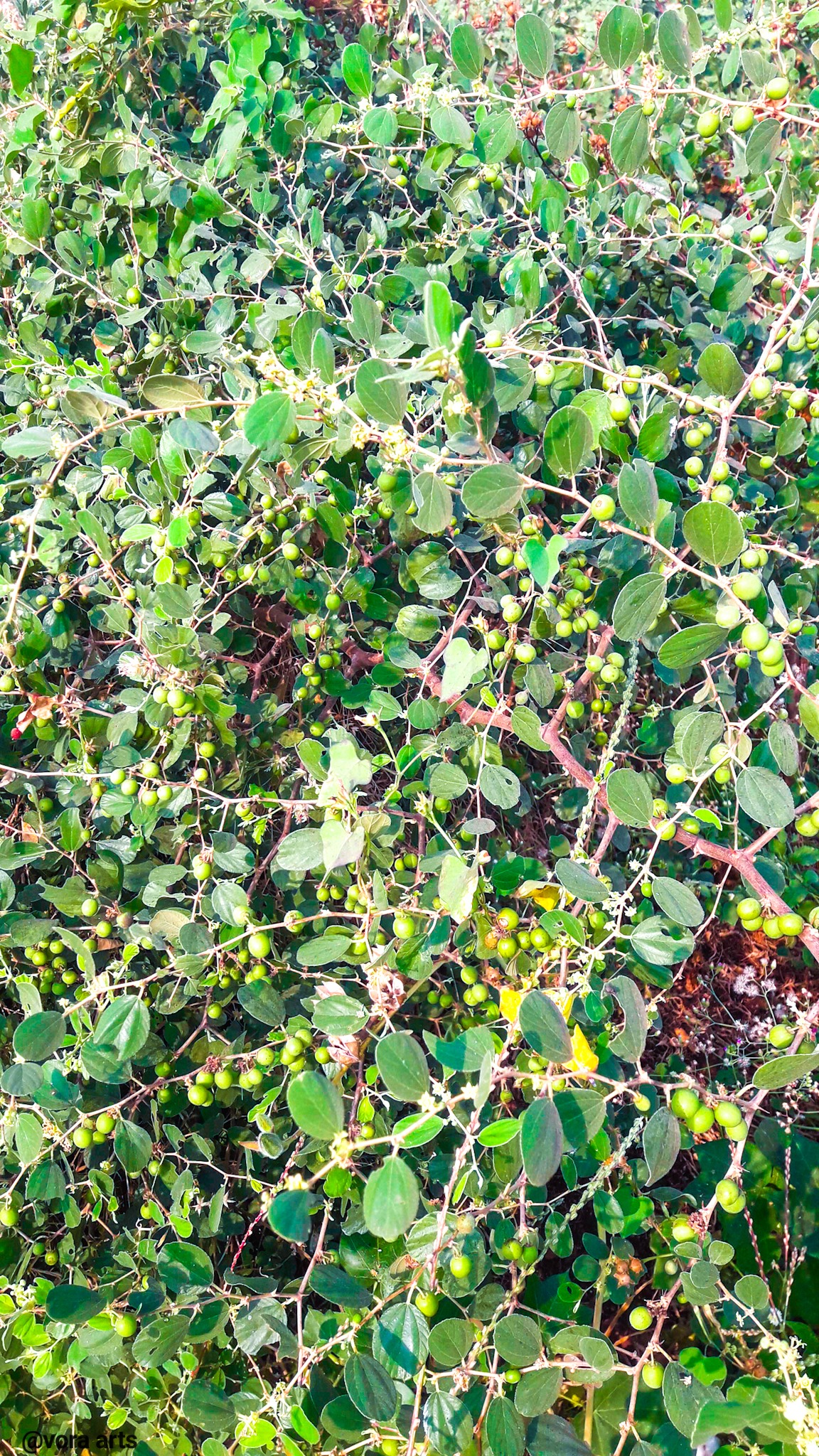 Chhapari