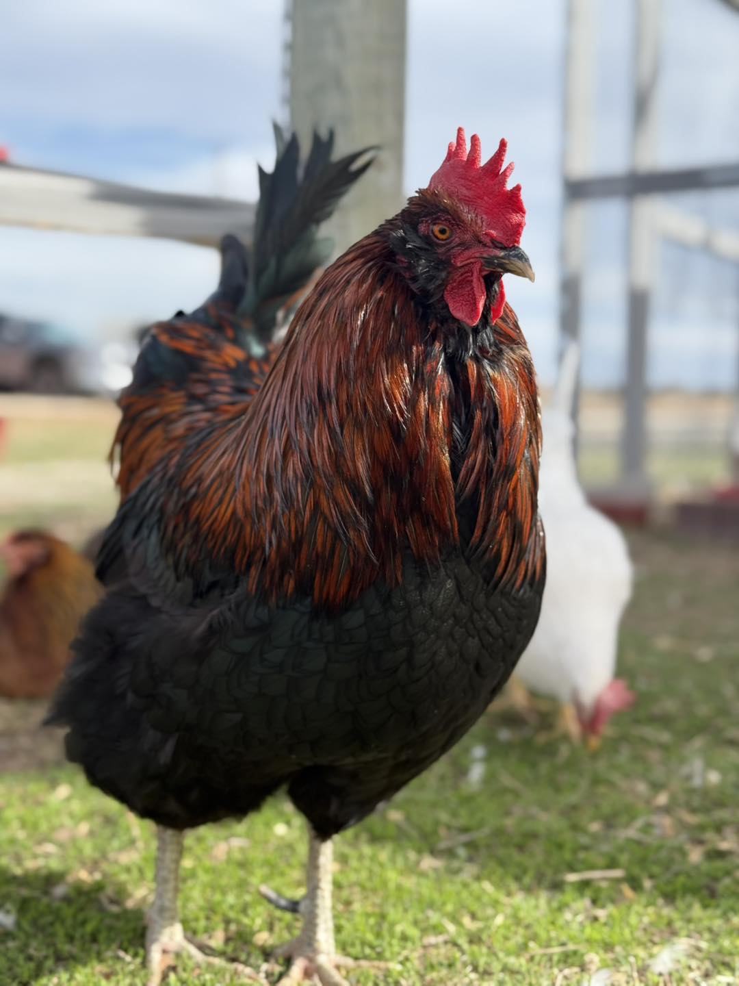 Do I Need a Rooster? 🐓 Short... - Chicken Schmidt Farms | Facebook