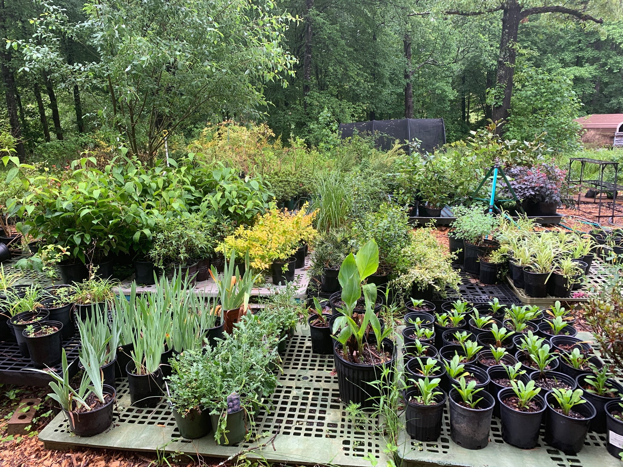 Springwater Sprouts Propagation and Plant Nursery