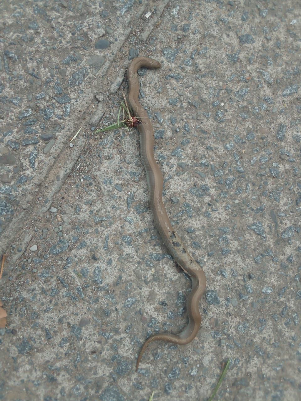 Snakes of Southern Africa | Good morning I found this poor snake on a ...