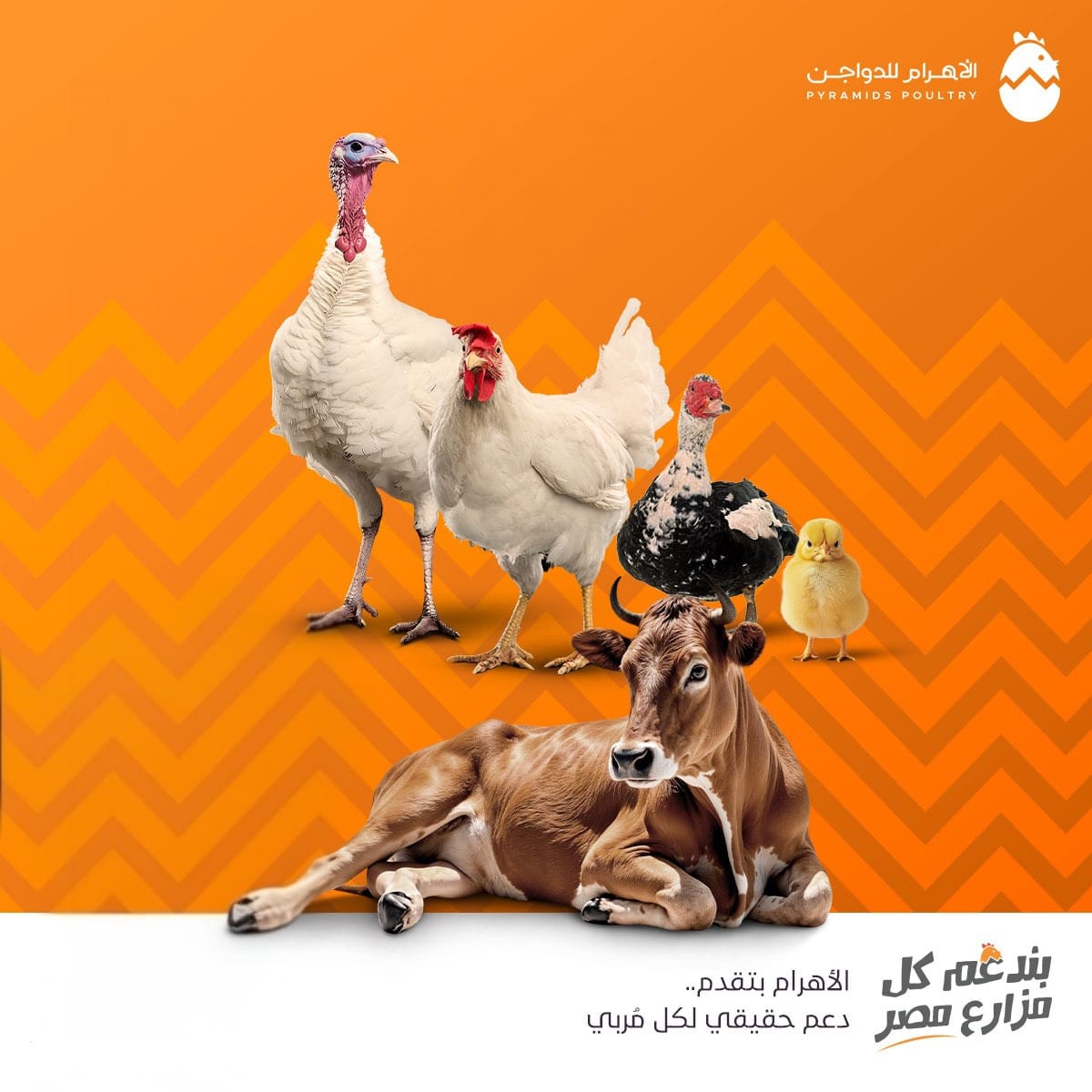 ‎الاهرام للدواجن -... - الاهرام للدواجن - Pyramids Poultry