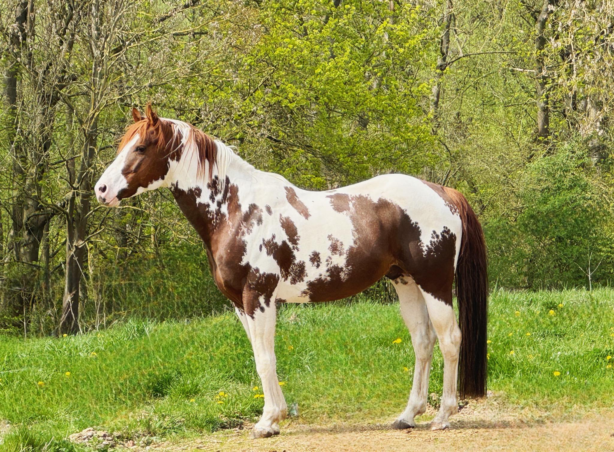 Cooper Ranch - Westernreiten nach Cowboyart bei Nordhausen added a new ...