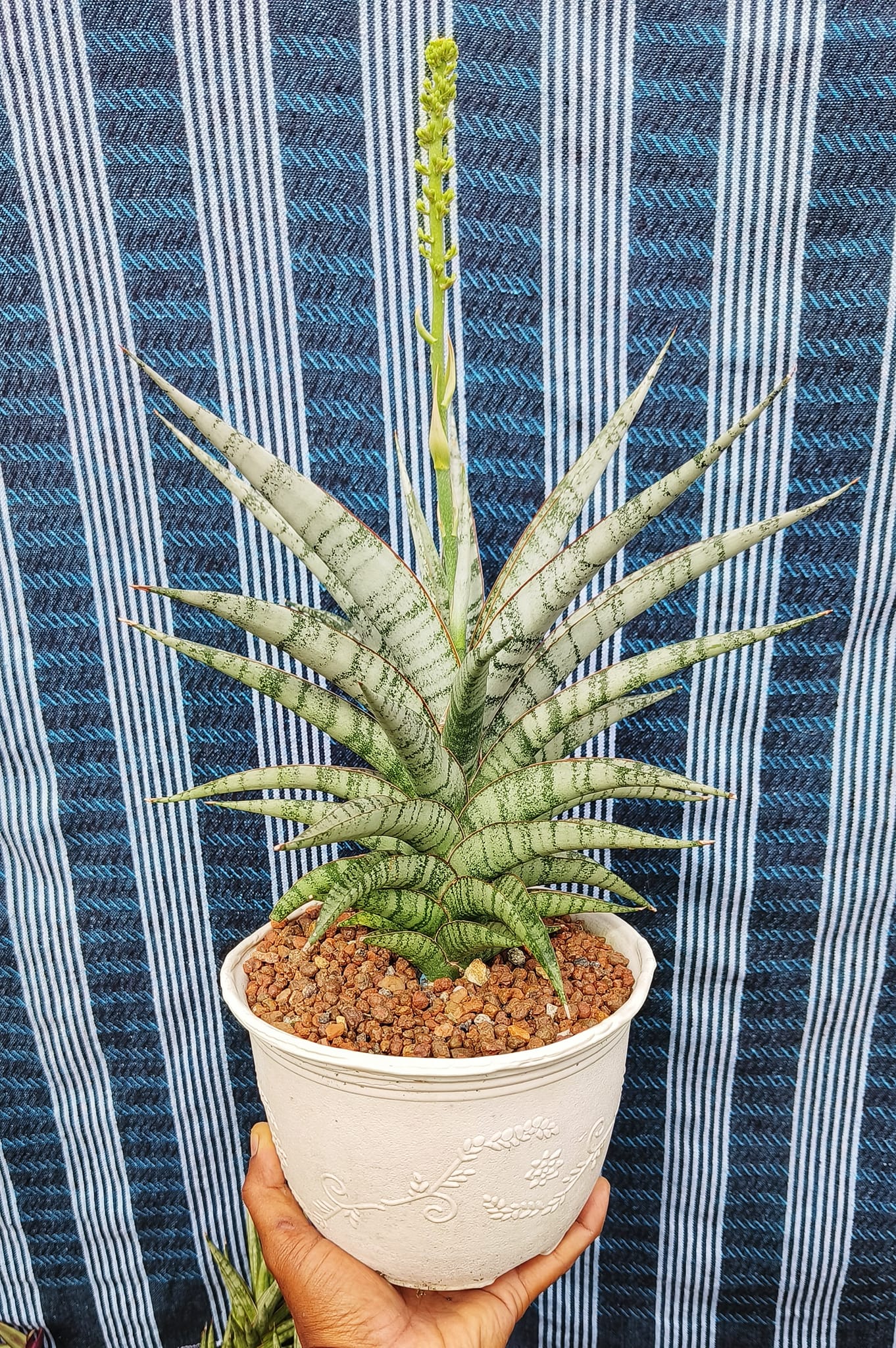 Sansevieria Manny Pacquiao hybrid plant