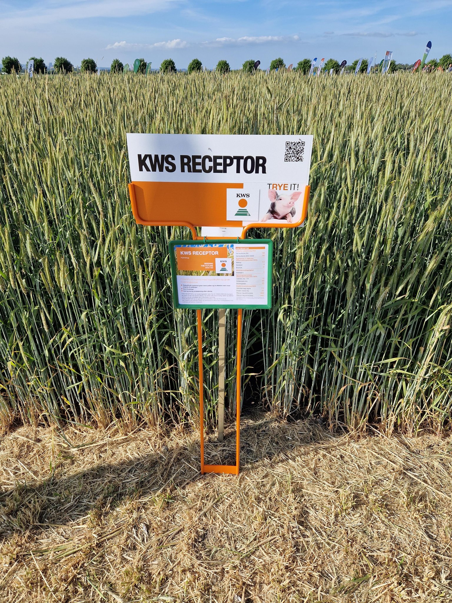 KWS Scandinavia - KWS RECEPTOR er en PollenPLUS-hybrid med...