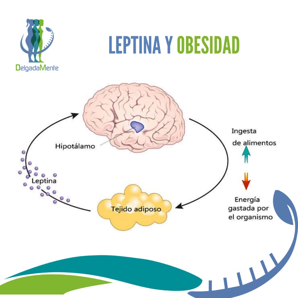 Delgadamente - La leptina, hormona secretada por las...