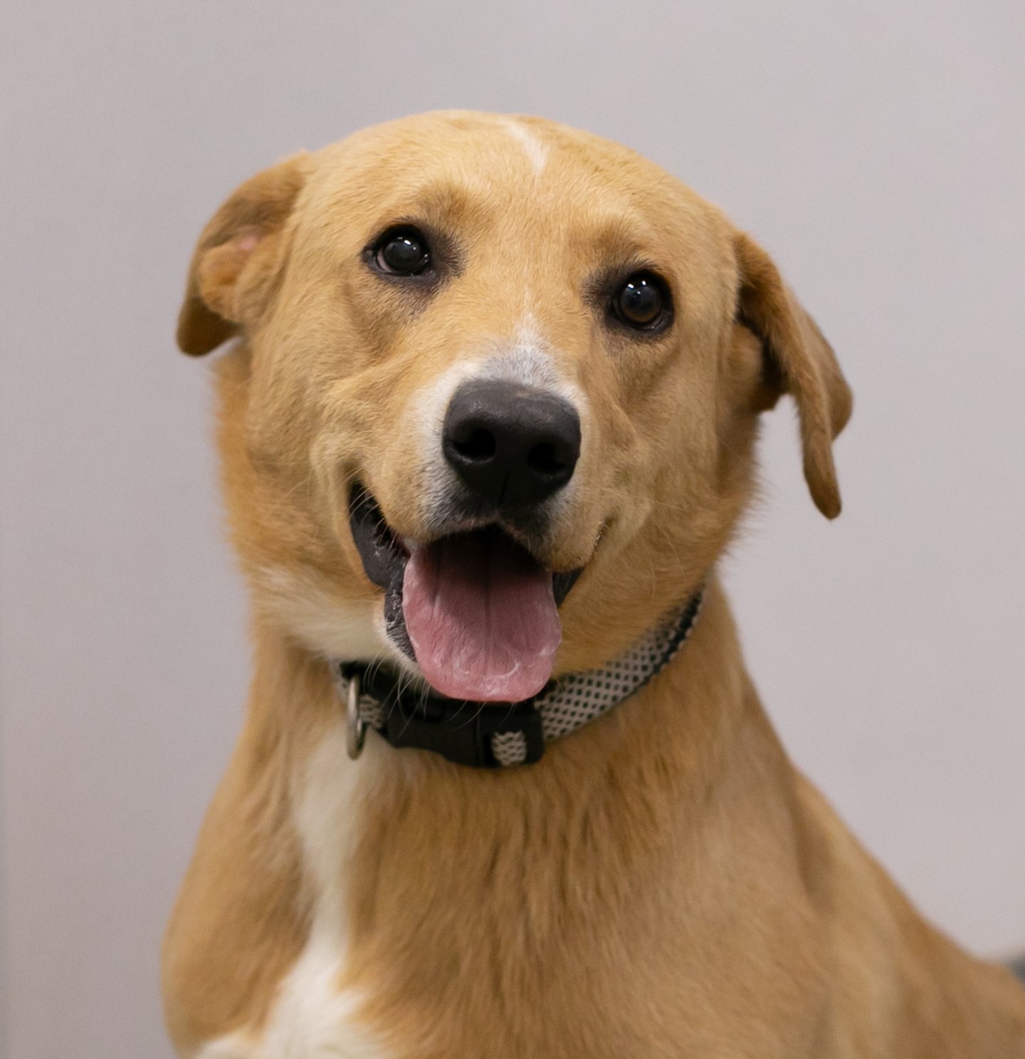 Lakeshore PAWS - ***ADOPTED*** 🧡 Introducing the happiest... | Facebook