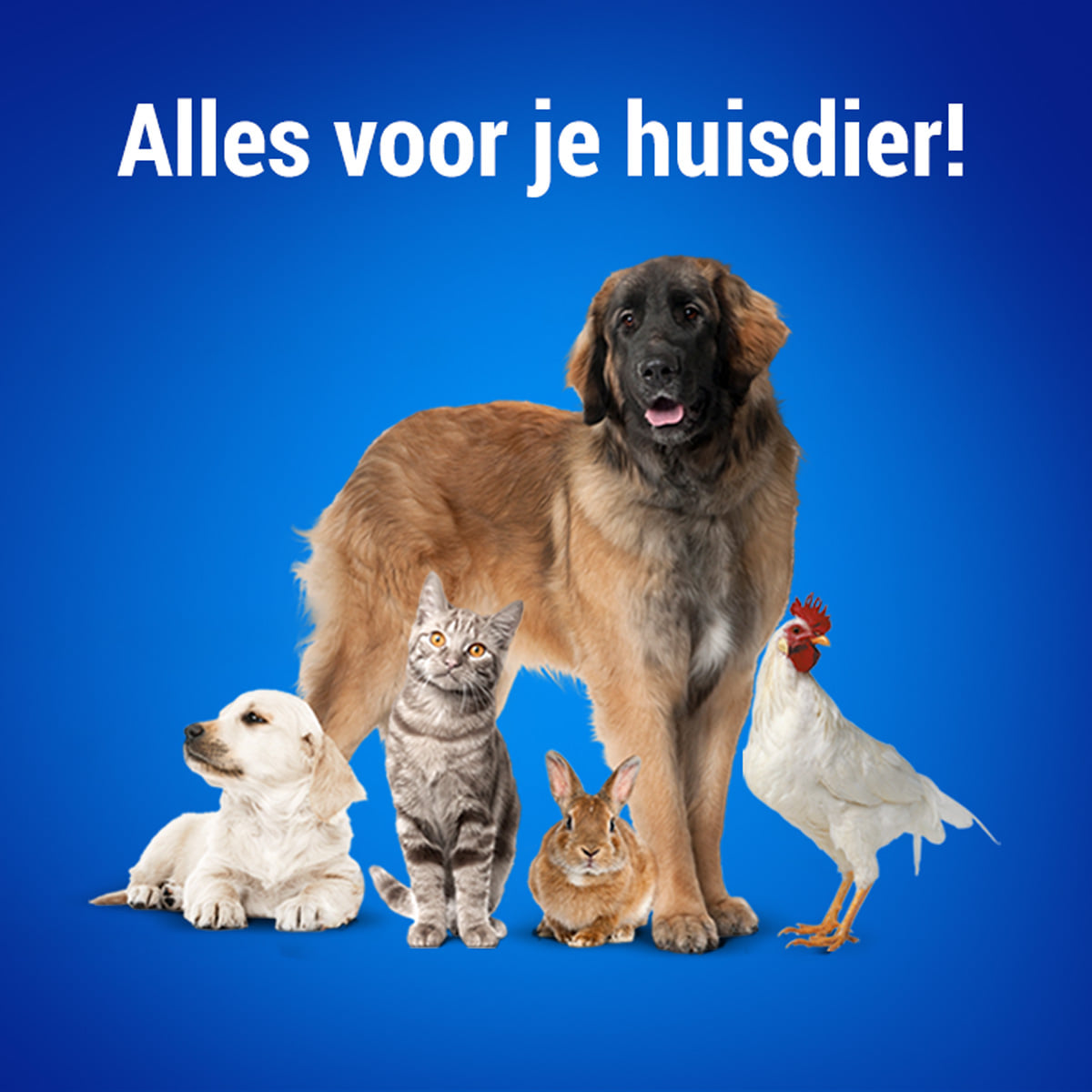 Hubo | Geel