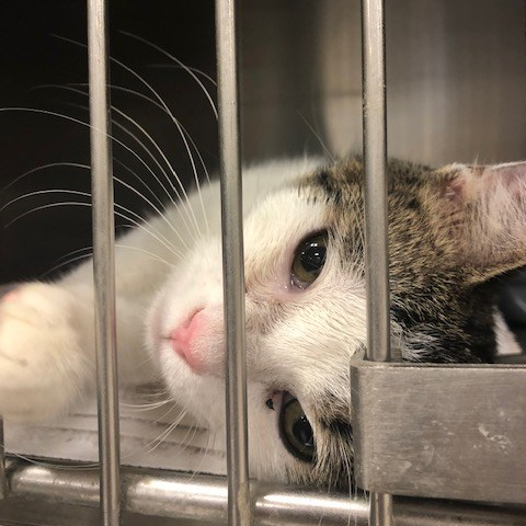 ADOPTED: Oh Hey... - Toronto Cat Rescue - Waterloo Region | Facebook