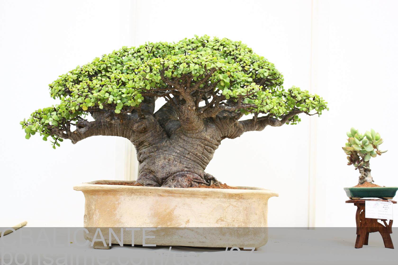 Fícus microcarpa variedad tiger bark raíz sobre casa By Drbonsai ...