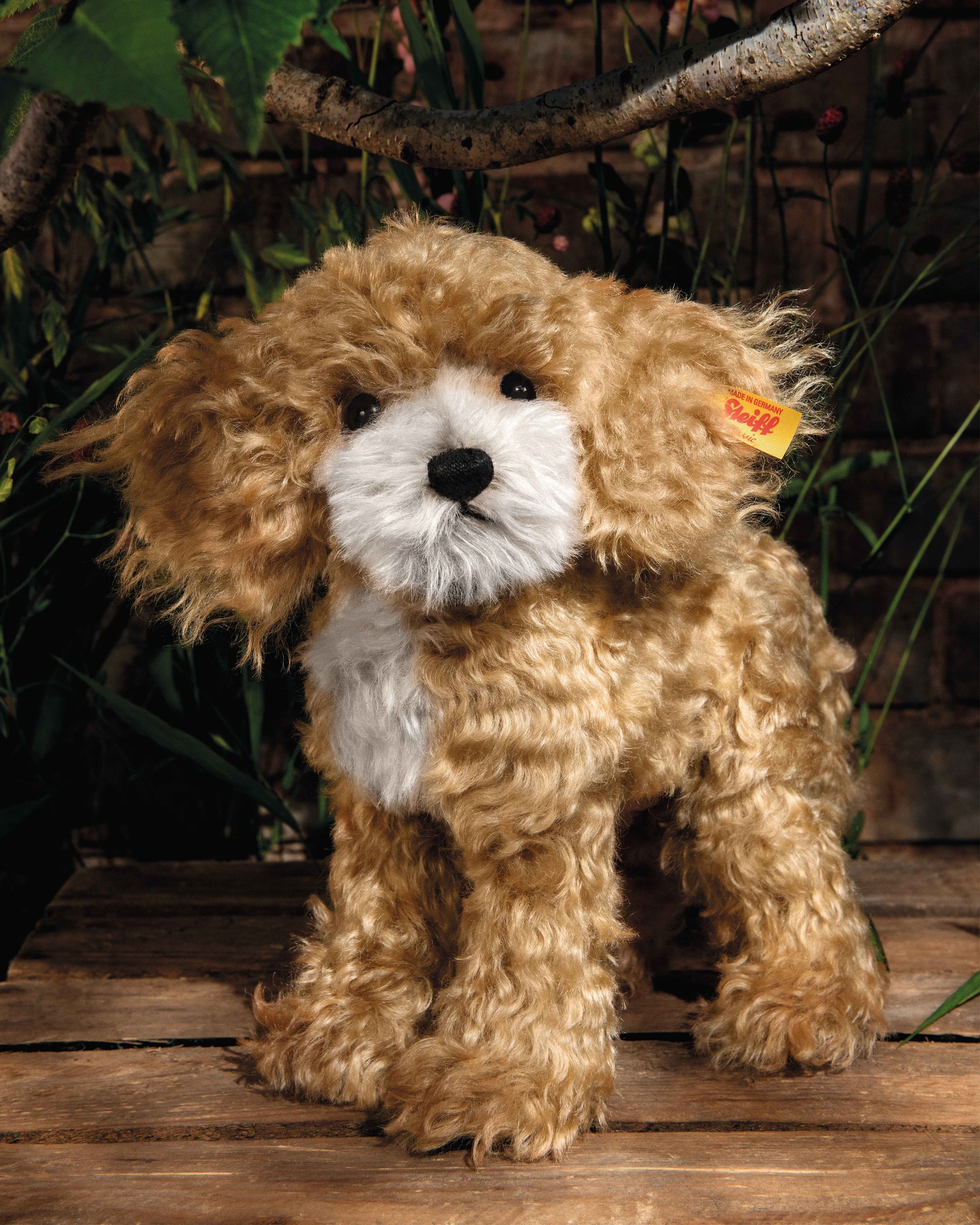 いいとこどりのMIX犬 コッカープーのリッキー】 「アメリカンコッカー