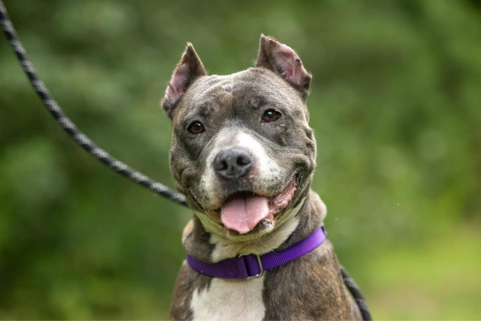 Adopt Raleigh