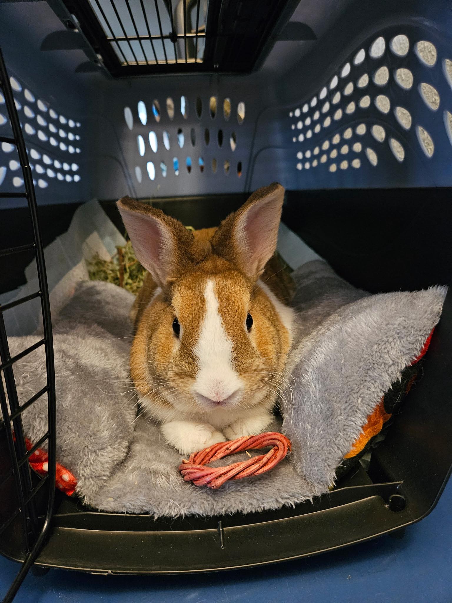 Florida Rabbits and Guinea Pigs Education