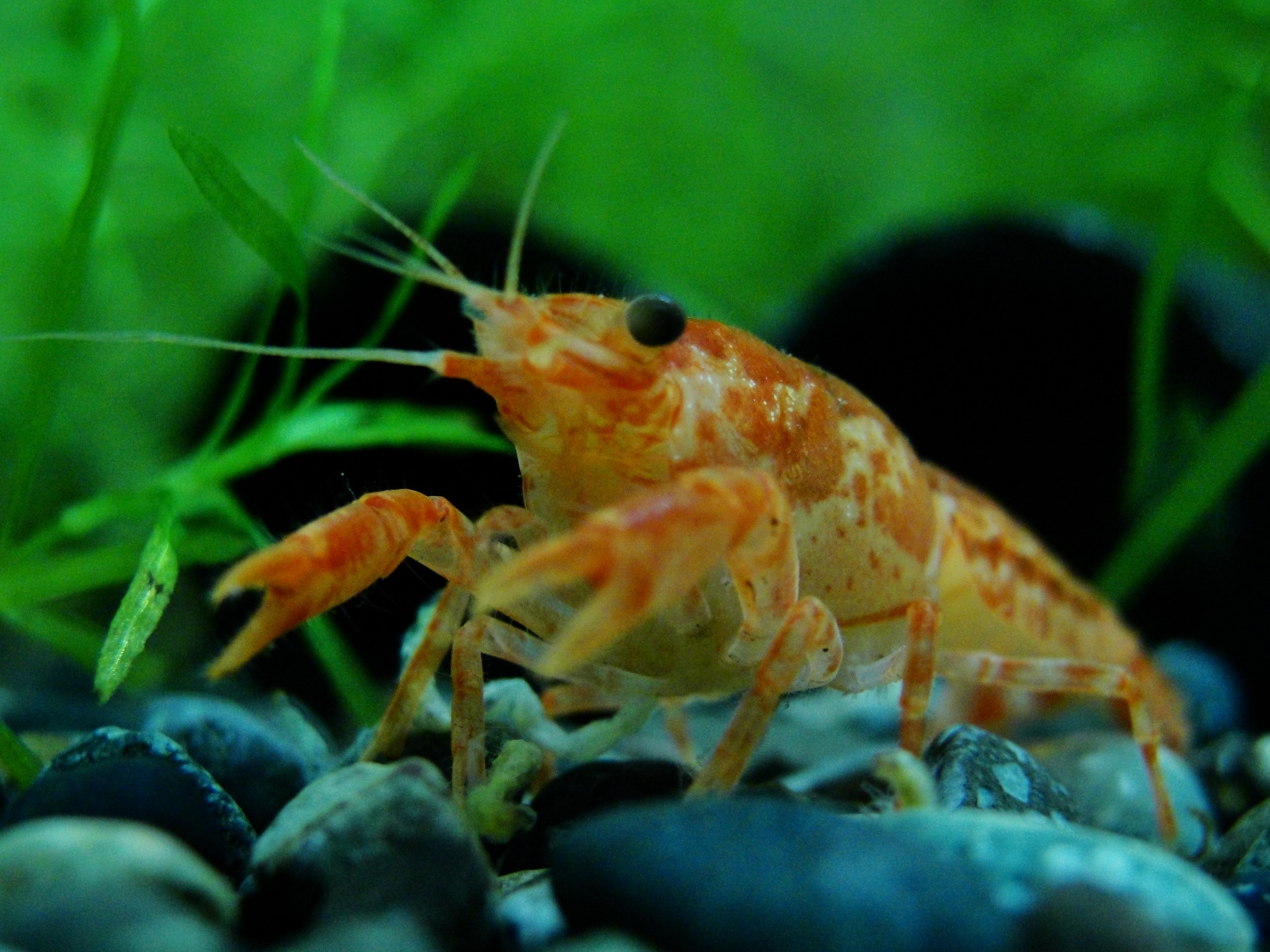 余小蝦歷代飼養紀錄 #螯蝦新世界 #螯蝦... - 螯蝦先生-余小蝦crayfish sky In Taiwan | Facebook