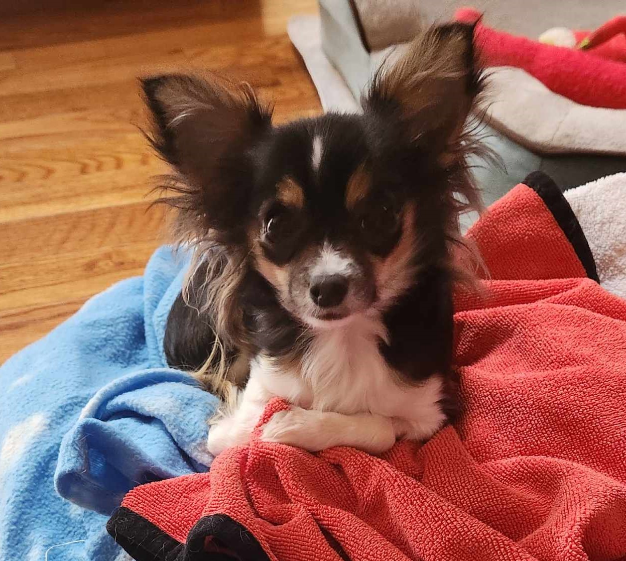 UPDATE: As of Mon 3/25 we have stopped... - Tiny Paws Rescue | Facebook