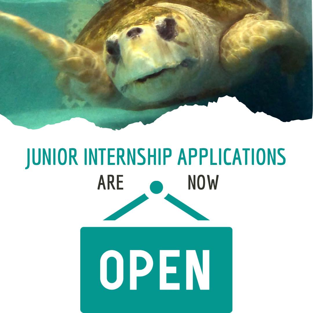 ‼️ Junior Internship Applications for Summer 2024 are now OPEN ‼️ If ...