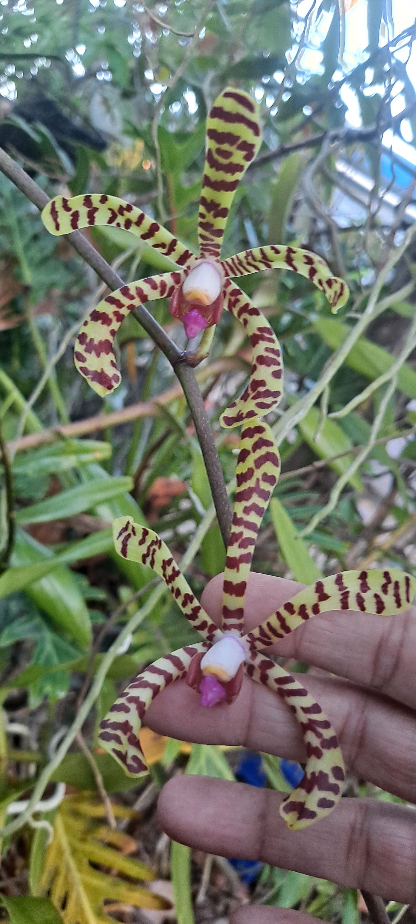 Arachnis flos-aeris orchid species
