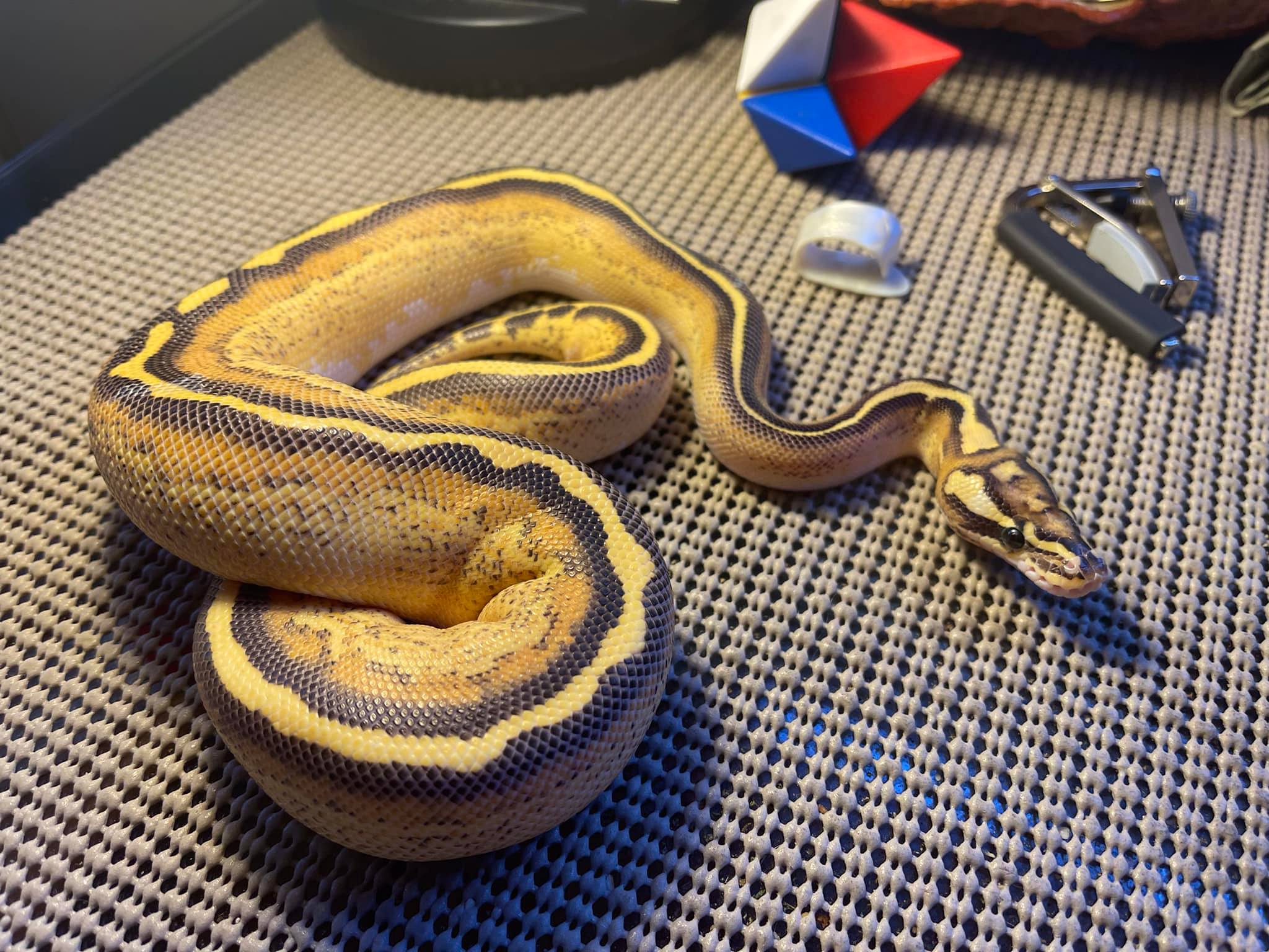 Belgrade Ball Pythons | Smithfield ME