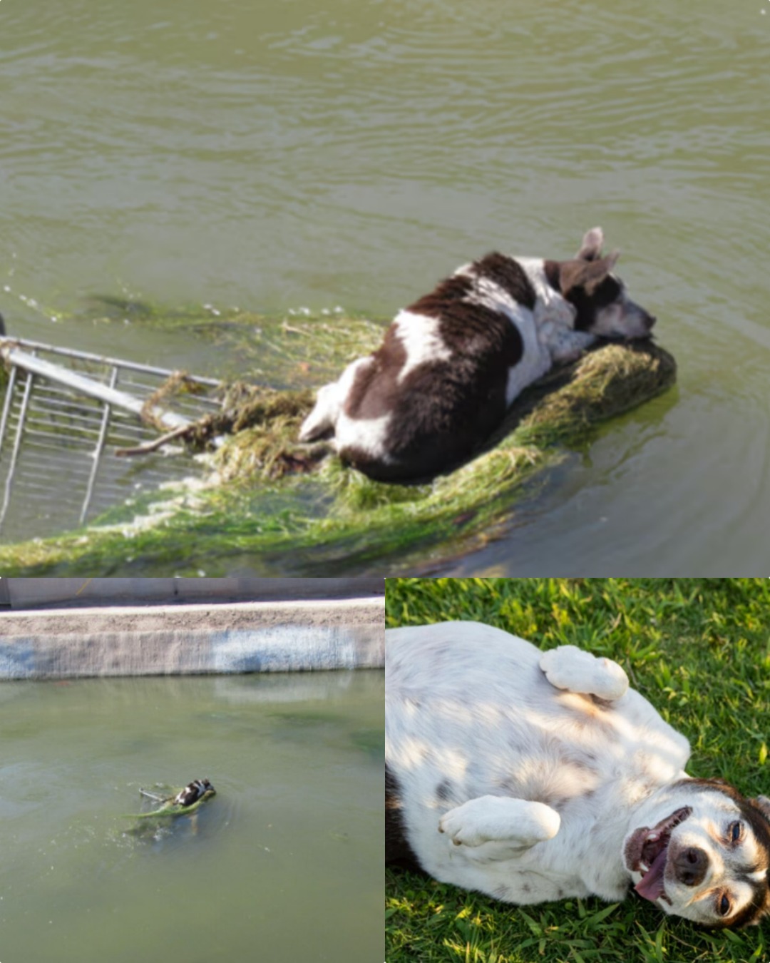 Shadow's family never gave up hope 🥺 After being missing for