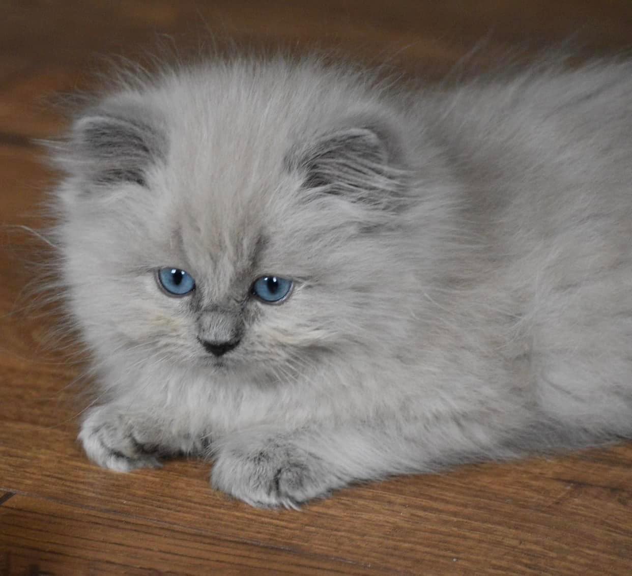 Nky Top Notch Ragdolls | Hebron KY