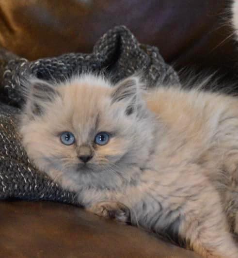 Nky Top Notch Ragdolls | Hebron KY