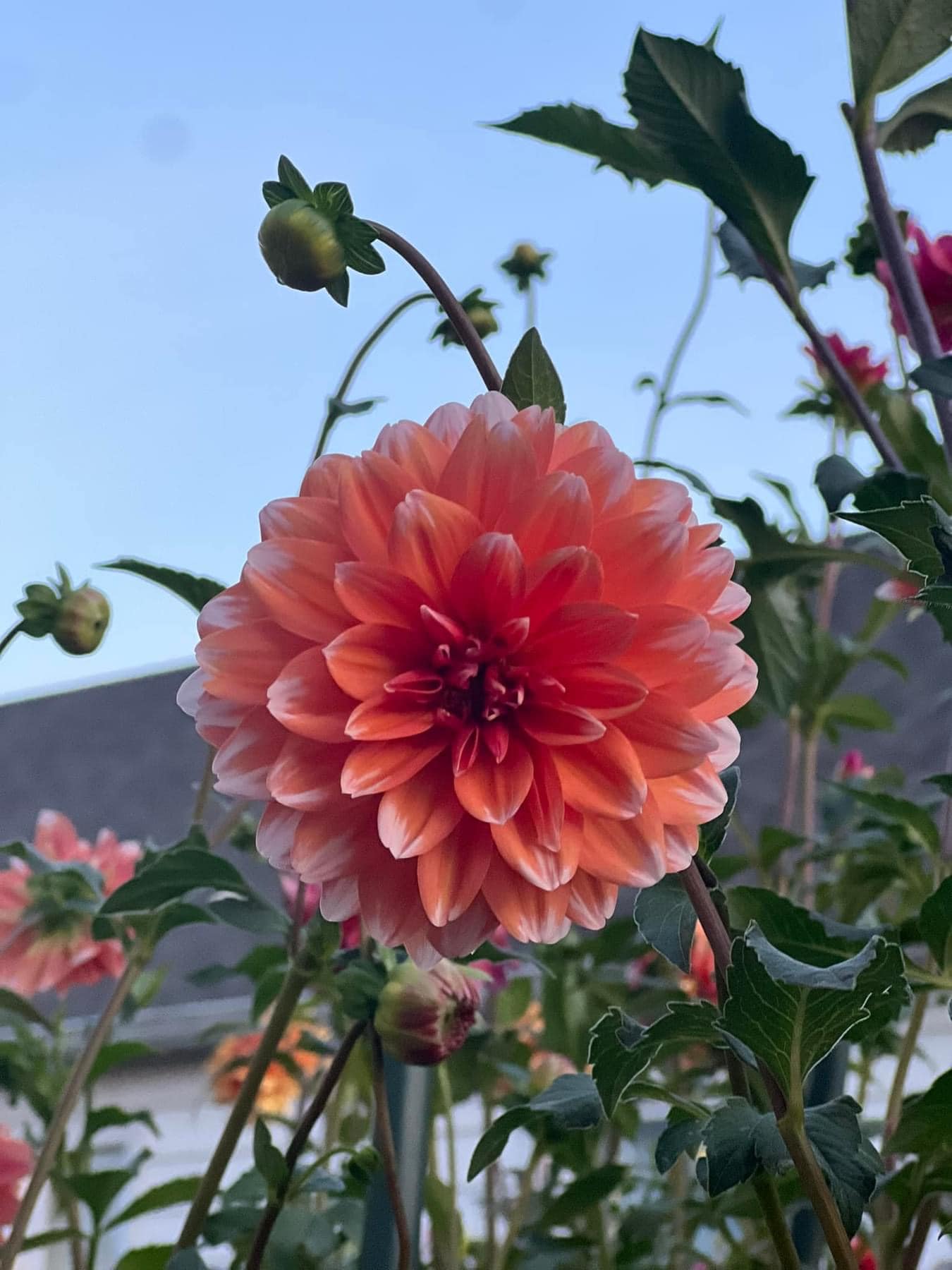 Dahlia出品10点　ネット不要　リピート割引 Discounted dahlia variety packs available online