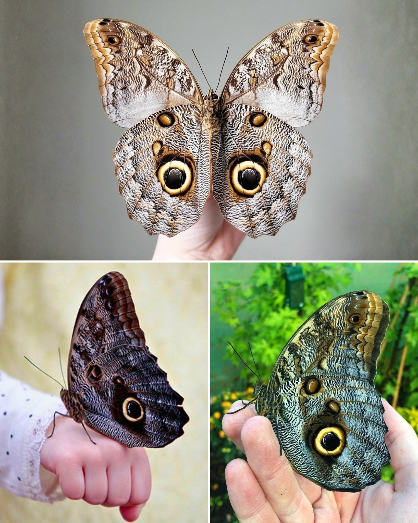 True or fake? ;) This is the Owl eyed moth (OvO) Butterfly and 