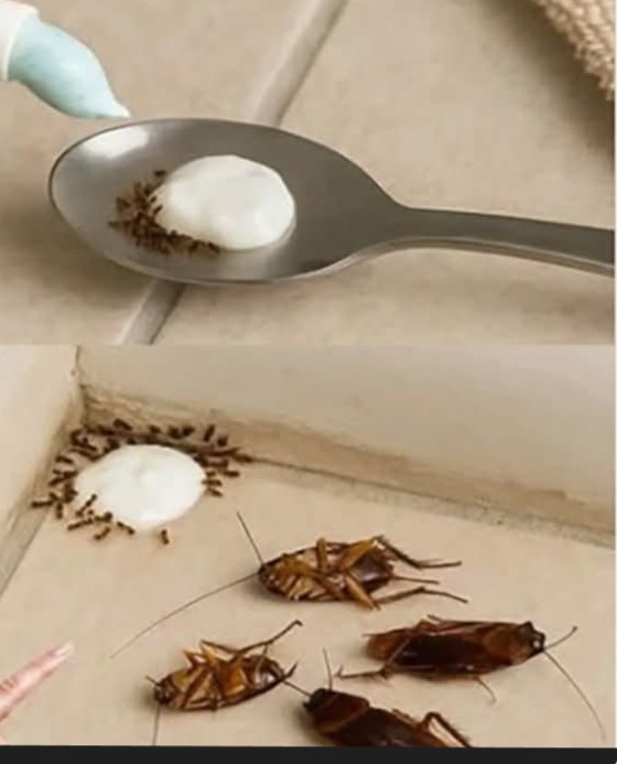 Gallery Detail: State One Trick From Your Kitchen Can Make Flies Mosquitoes