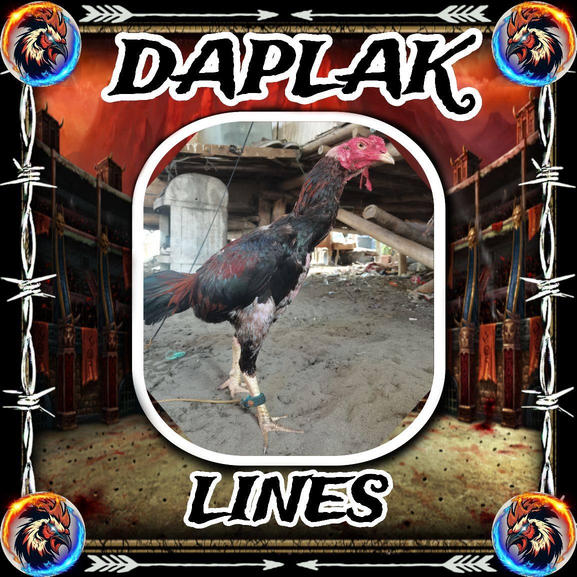 Daplak Lines