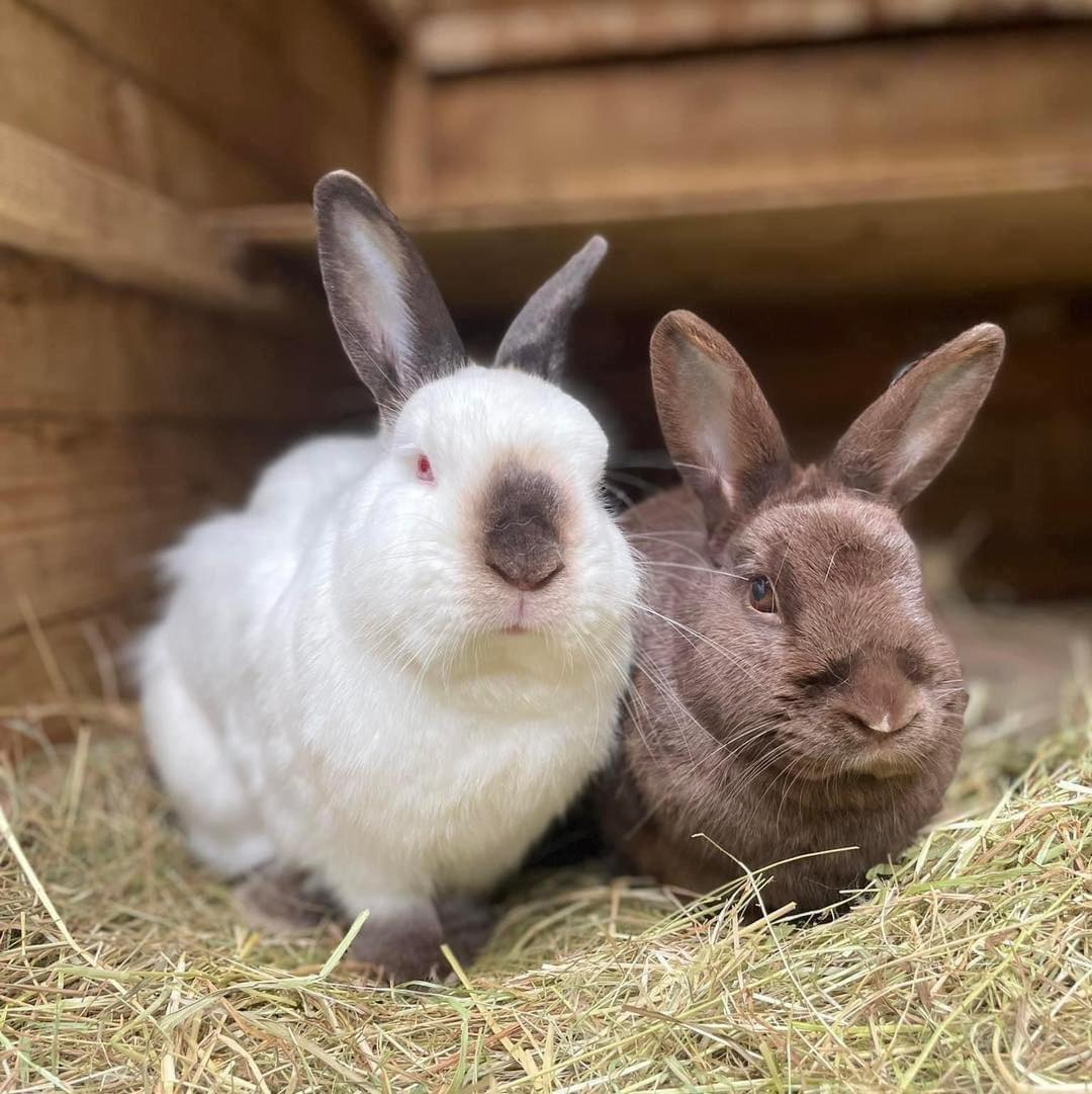 Meet Samba and Rumba, the... - Oxfordshire Animal Sanctuary | Facebook