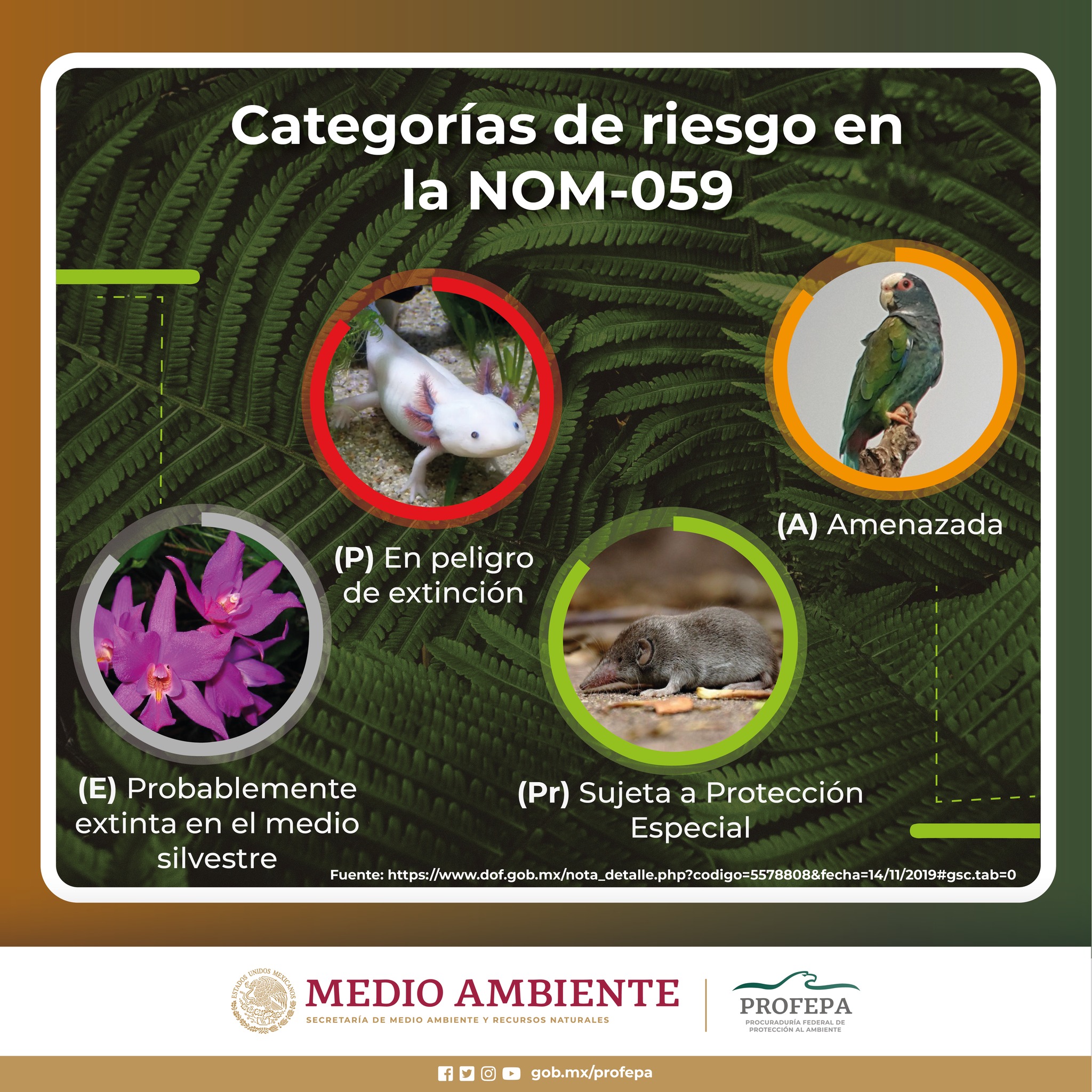 PROFEPA - 📜🌿🦅🐟La NOM-059-Semarnat-2010 clasifica las especies de flora ...