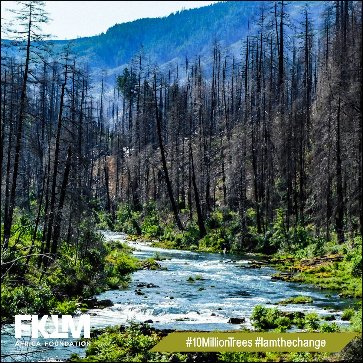 FKLM - 🌳 Why Forests Are Water Towers: The Invisible Engine Behind Our ...