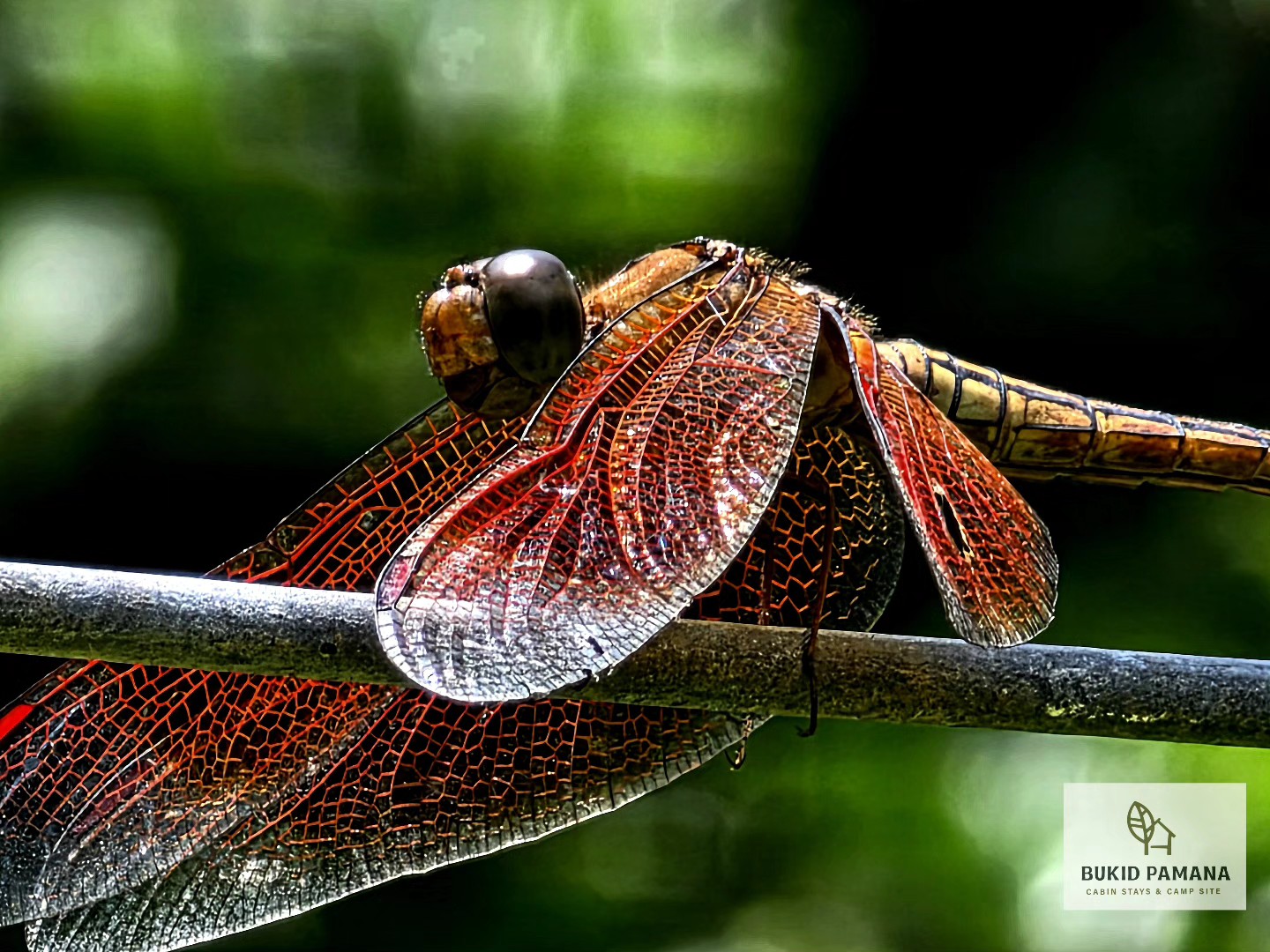 Bukid Pamana - Red Percher or Paddyfield Parasol which is... | Facebook