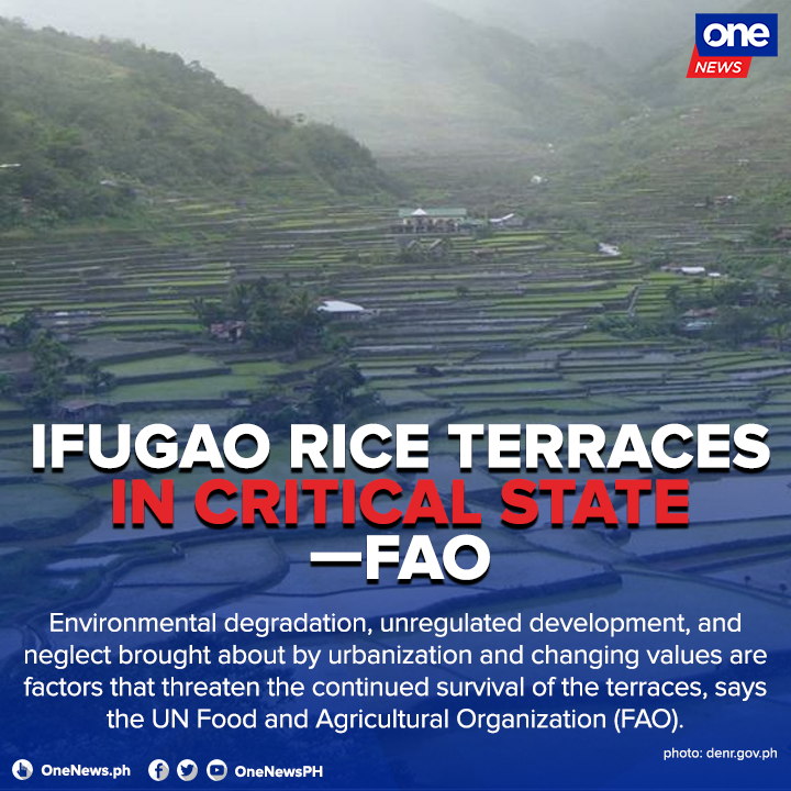 ONE News - The Ifugao Rice Terraces are now in a critical...