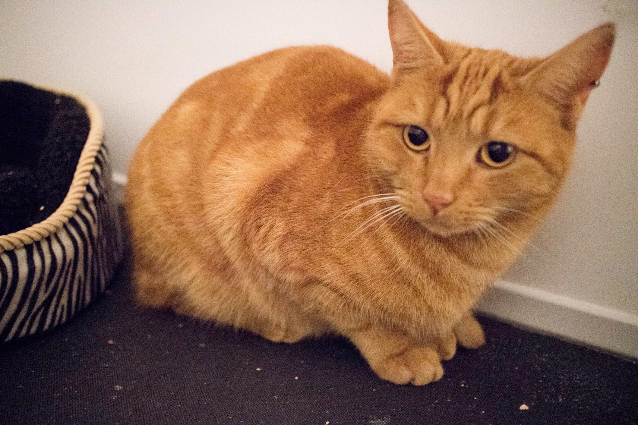 Springfield Cattery | Orsett