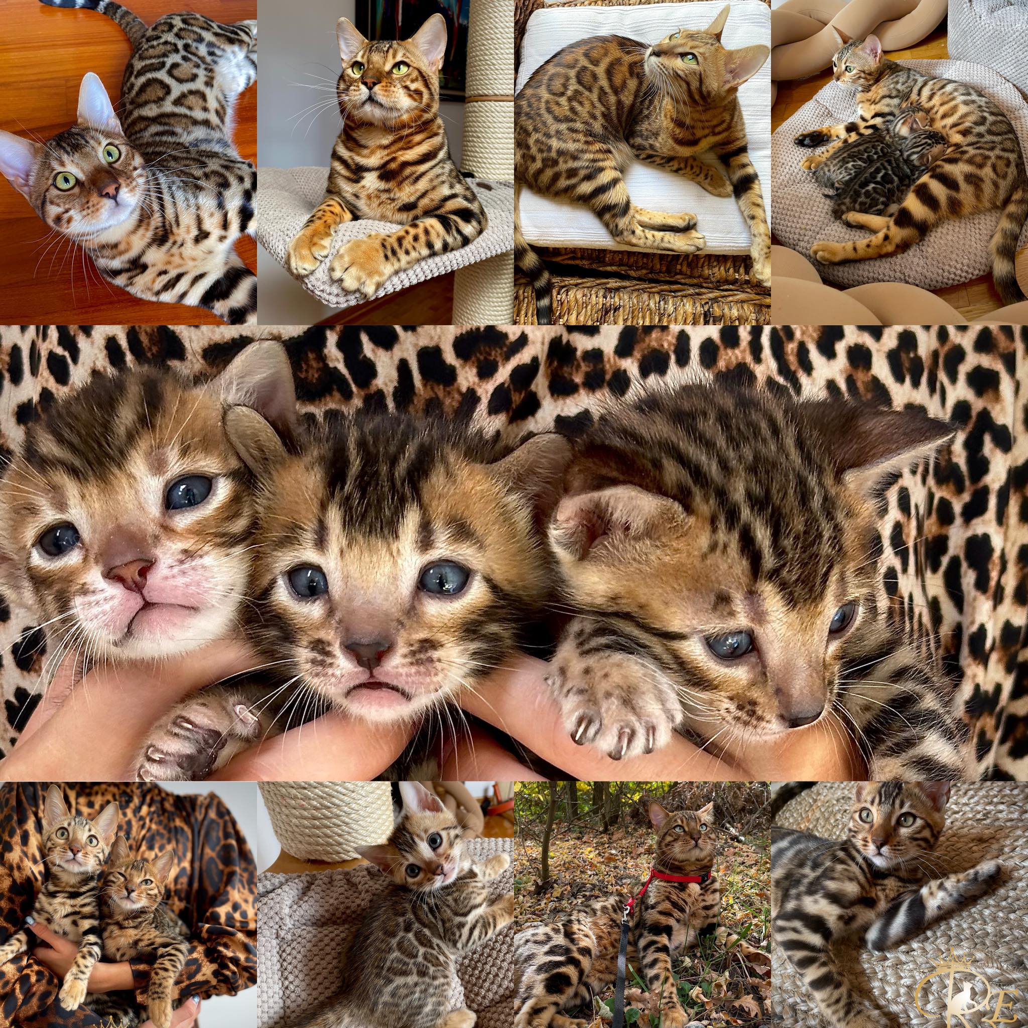 Raja Empire Bengal Cattery