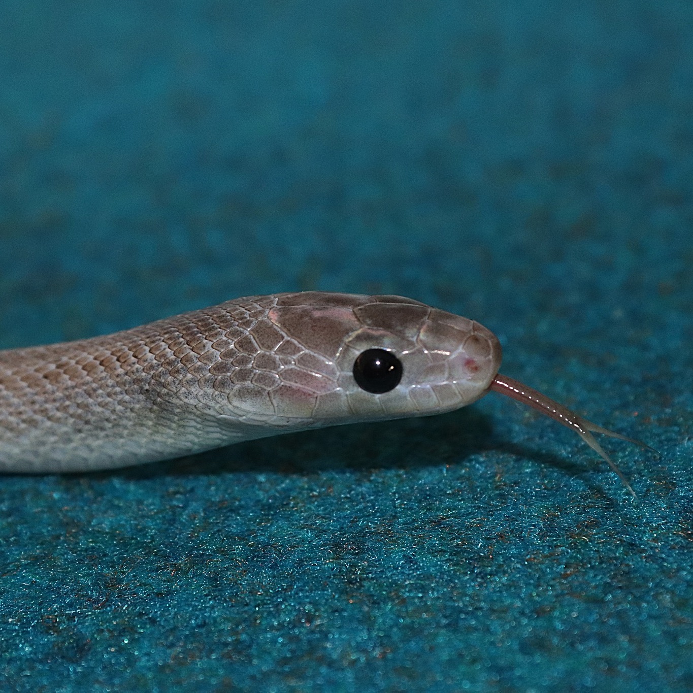 Stan's Chamber Of Corn Snakes