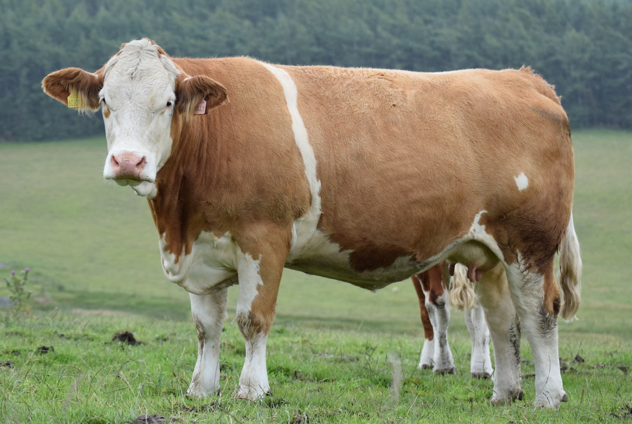 💥THIS WEEK'S FIRST SET... - British Simmental Cattle Society