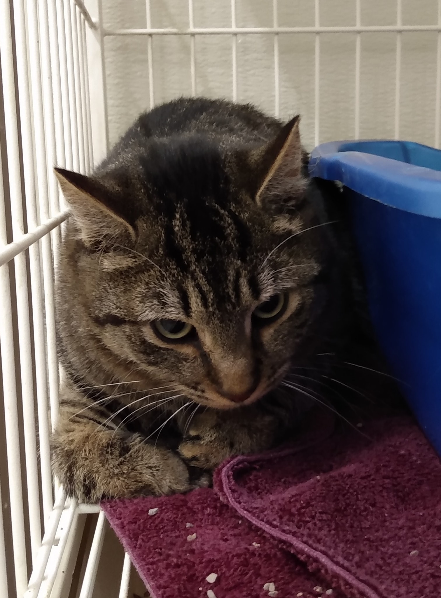FOUND CAT- This male cat was found on N. 8th Ave in Mechanicville