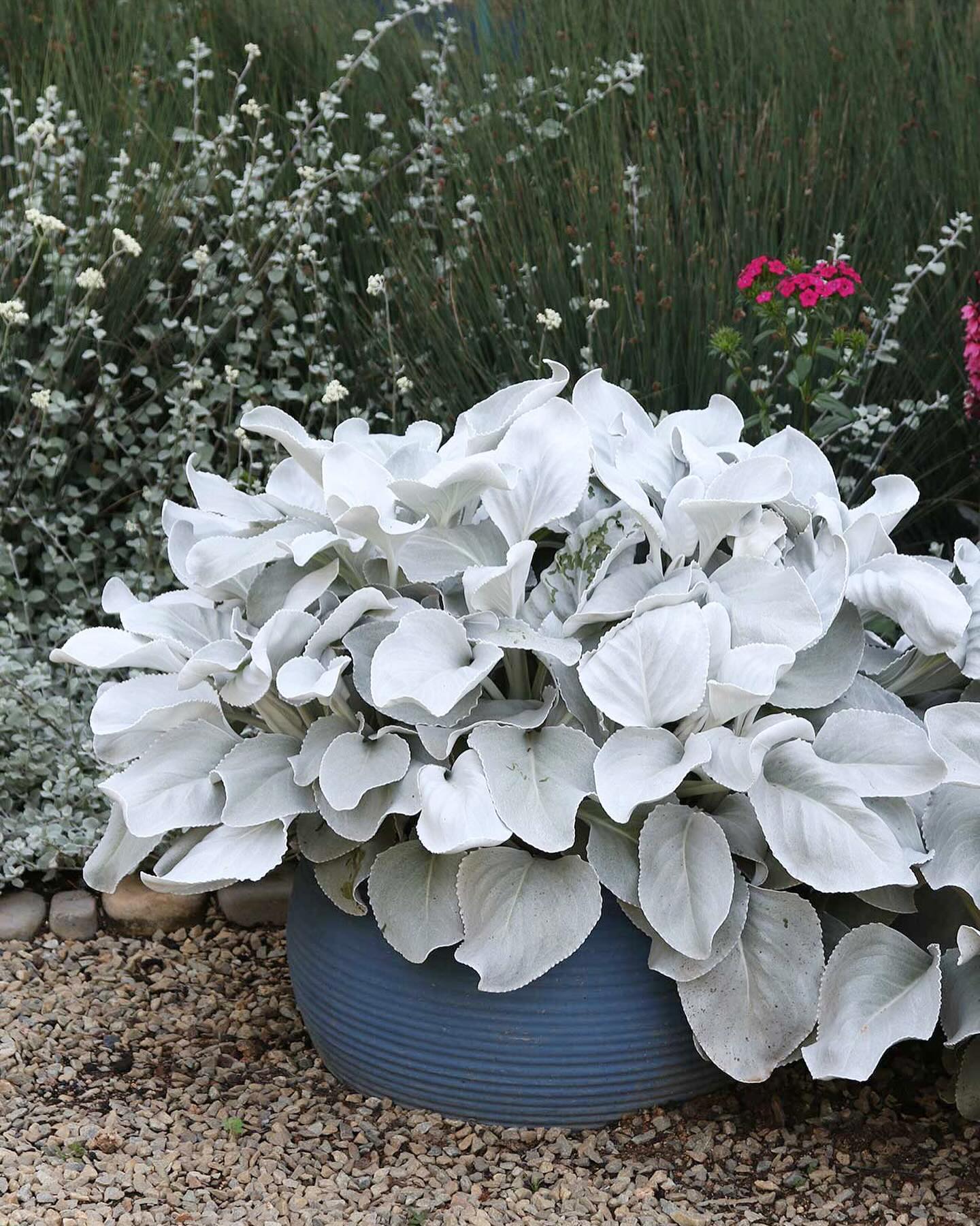 Senecio candicans, commonly known... - Urban Jungle Plant Co | Facebook