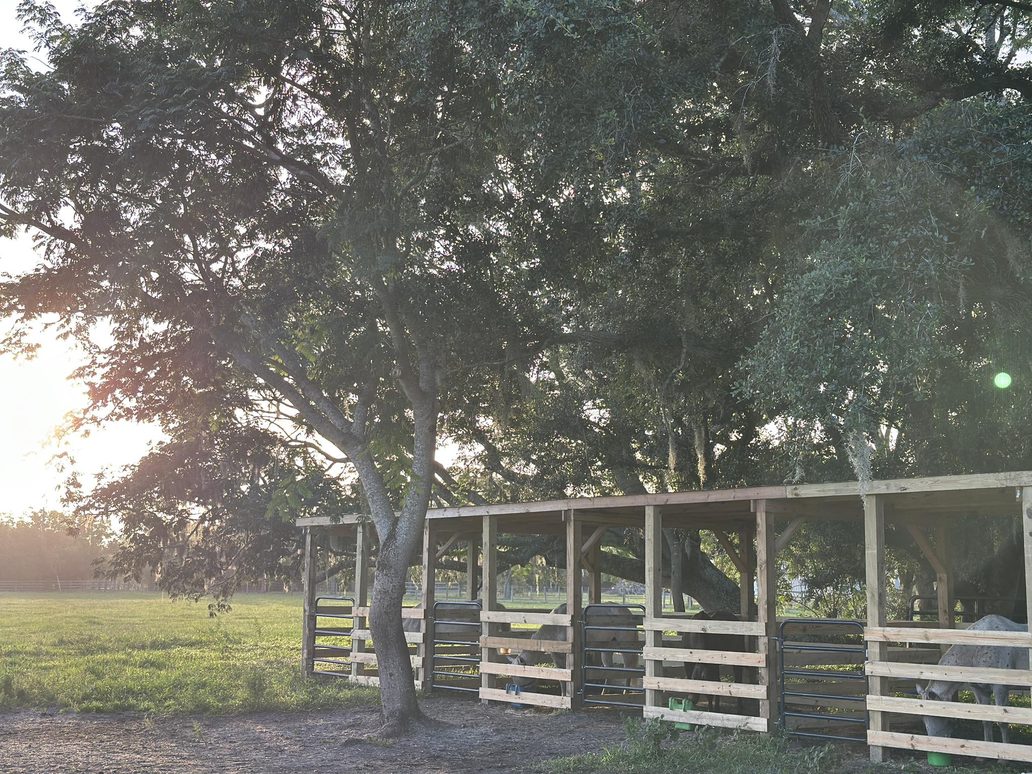 CB Equine Services... - CB Equine Services at Red Flag Ranch